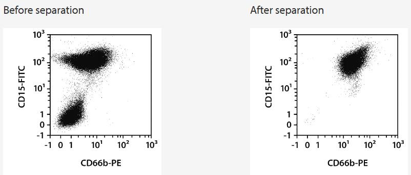 Separation of a whole blood sample using the StraightFrom Whole Blood CD66b MicroBeads and the MultiMACS Cell24 Separator Plus with the Single-Column Adapter and Whole Blood Columns without washing step after labeling. Cells were fluorescently stained with CD15‑FITC, CD66b-PE, as well as CD45‑VioBlue and analyzed by flow cytometry using the MACSQuant Analyzer. Cells were triggered via CD45-VioBlue, cell debris and dead cells were excluded from the analysis based on scatter signals and propidium iodide fluorescence.